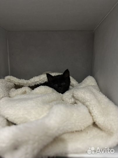 Кошка в дар
