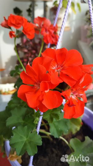 Комнатные растения