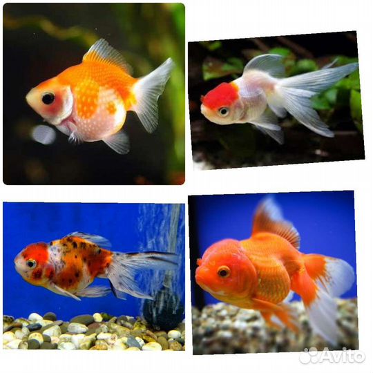 Аквариумная рыба