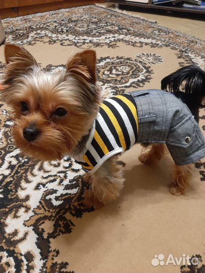 Костюм для собаки