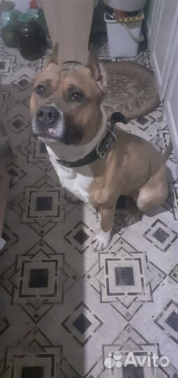 Вязка стаффордширский терьер