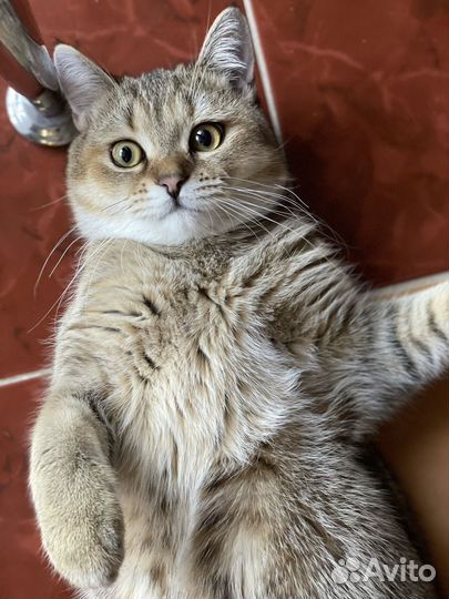 Котик для вязки