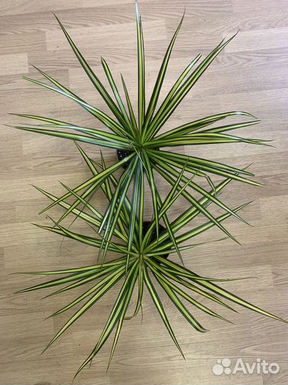 Драцена Санрей