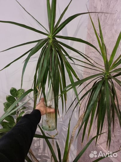 Пальма драцена