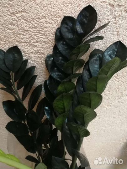 Комнатные растения