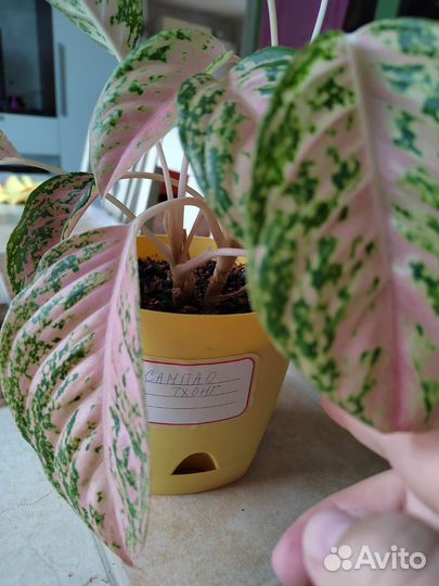 Аглаонема в ассортименте