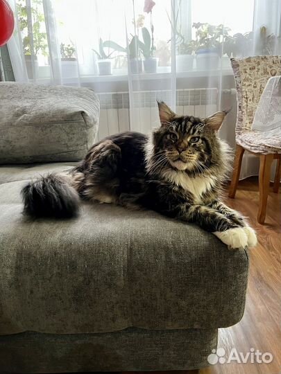 Кот мейн-кун вязка