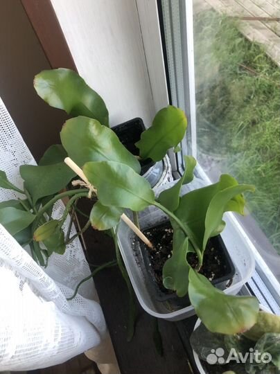 Эпифиллум царица ночи растения цветы