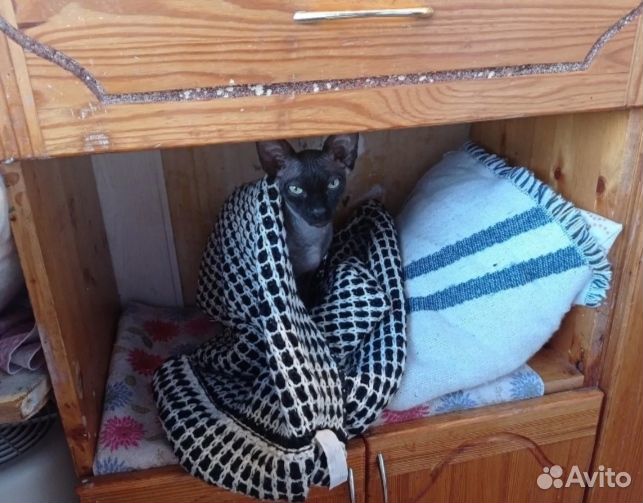 Вязка Канадский Сфинкс