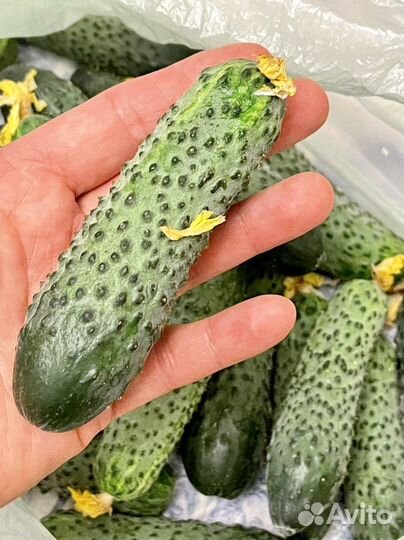 Огурцы дачные