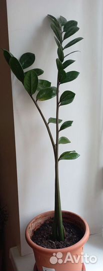 Замиокулькас