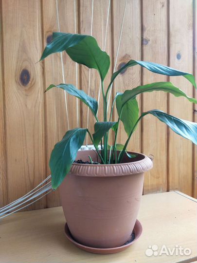 Спатифилиум