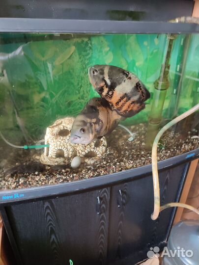 Аквариум jebo 200 л с рыбами полный комплект