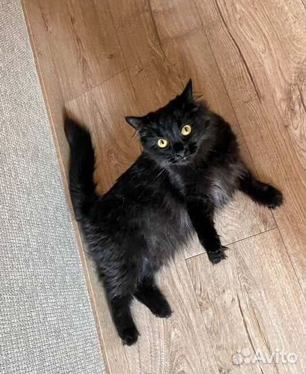 Шоколадная кошка