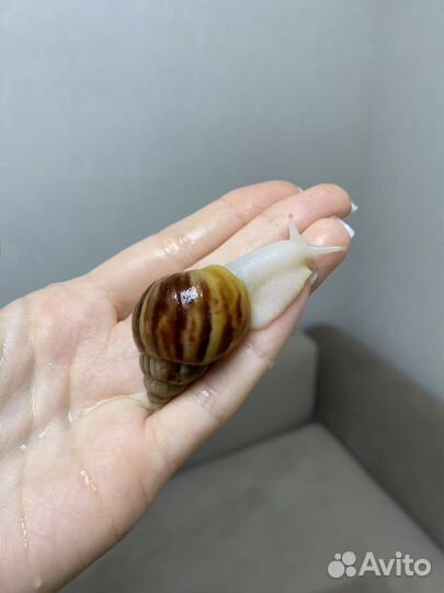 Улитка Ахатина Фулика Альбино