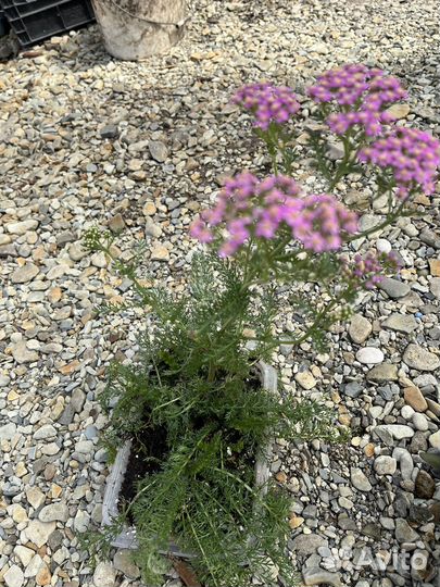 Тысячелистник