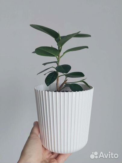 Фикус Панда