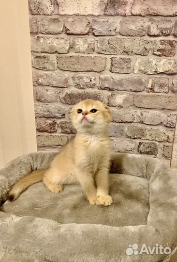 Шотландский вислоухий мальчик