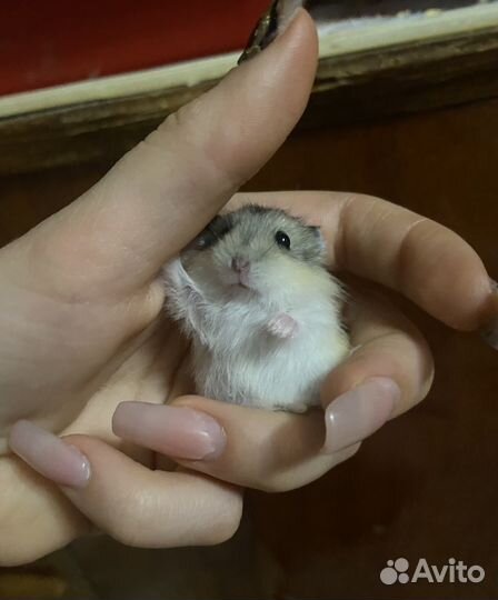 Джунгарские хомяки