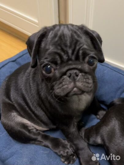 Мопс черные девочки
