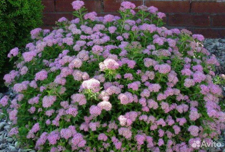 Саженцы спиреи Литтл Принцесс