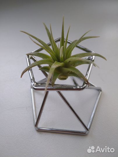 Подставка для тилландсии