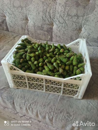 Шишки сосновые