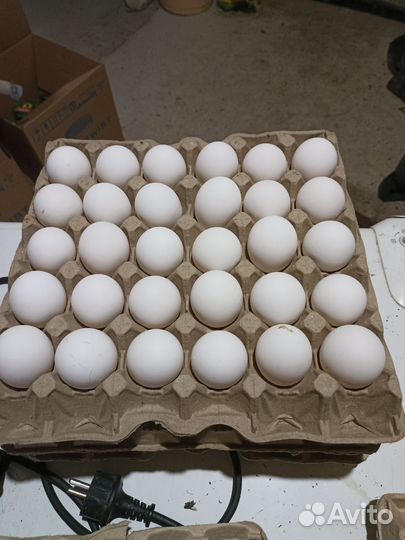 Домашние куриные яйца
