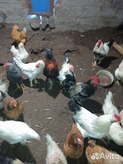 Молодые петухи