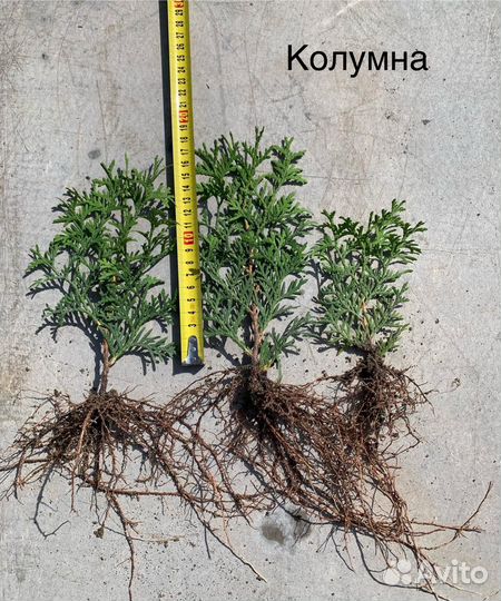 Черенок туи