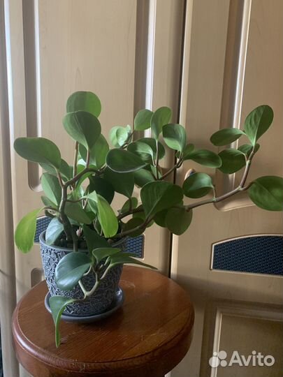 Пеперомея туполистная в керамическом горшке