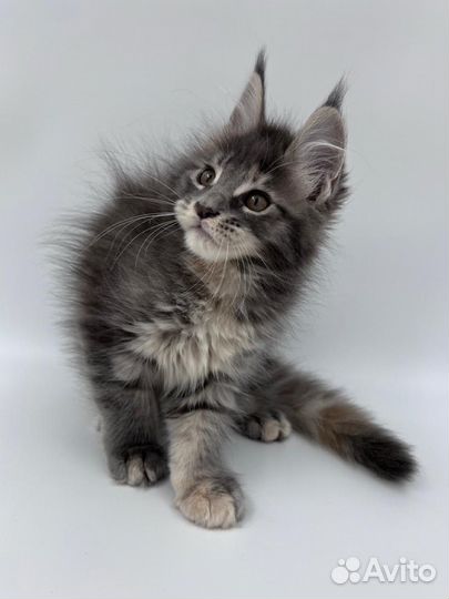 Котёнок мейн-кун