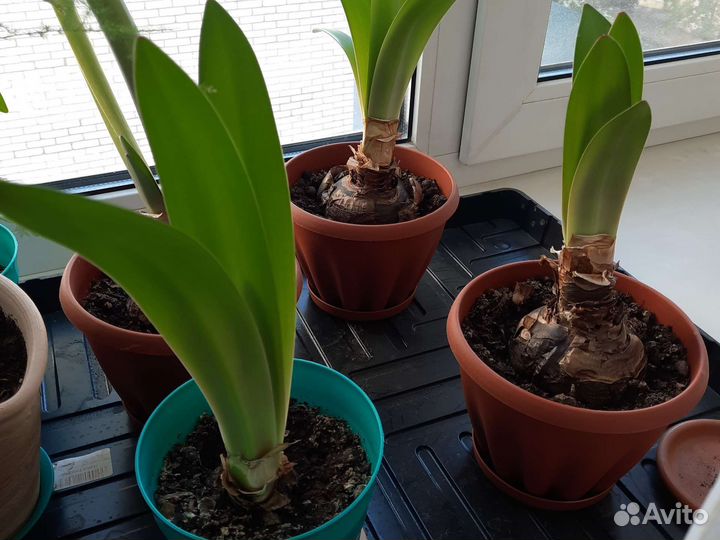 Гипераструм