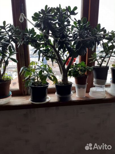 Толстянка, алоэ и другие