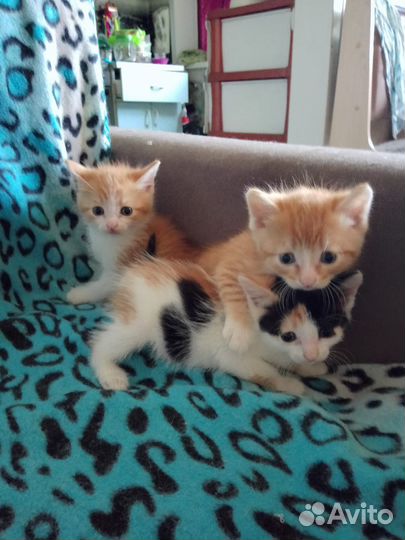 Котята в добрые руки 1 месяц