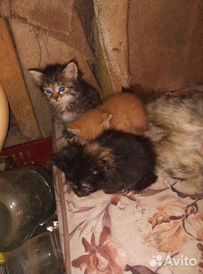 Отдам в добрые руки