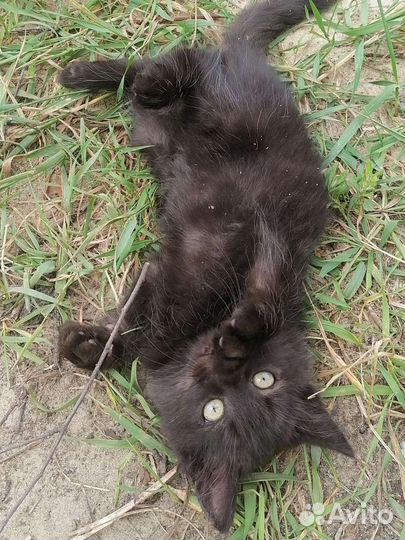 Кошка