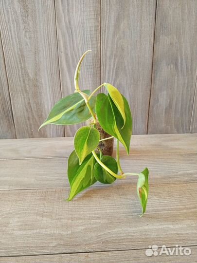 Циропегия, сциндапсус, филодендрон, хлорофитум