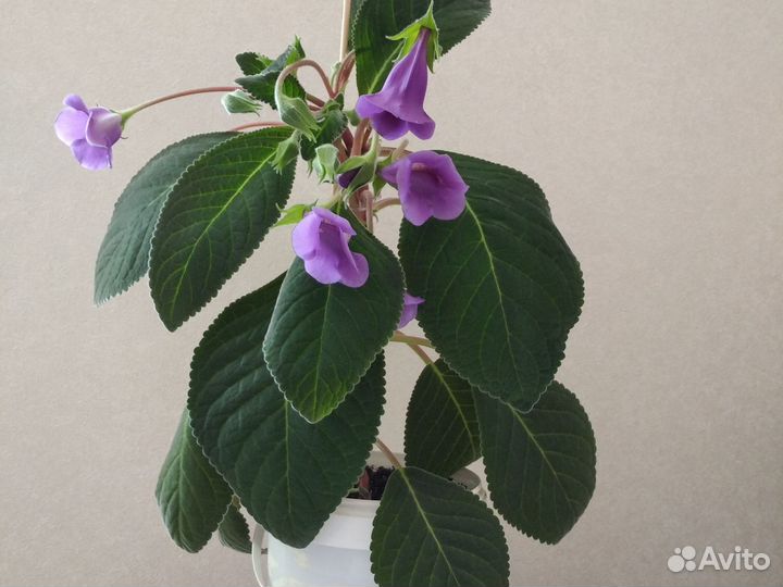 Тидея (глоксиния)