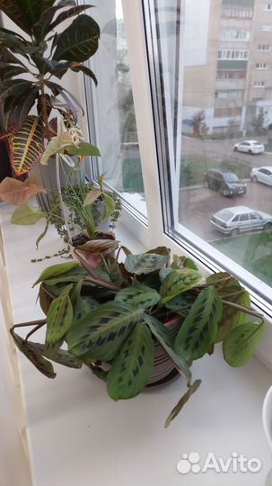 Маранта триколор