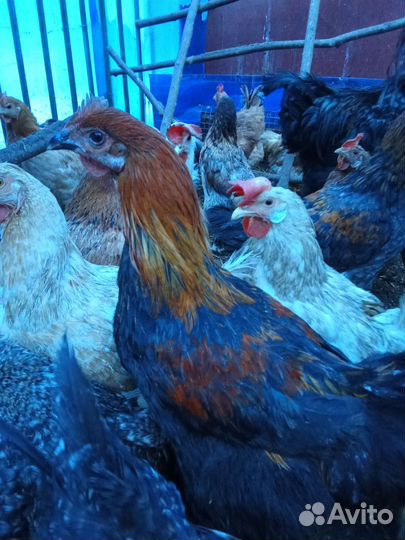 Молодые петухи