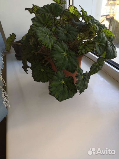 Бегония королевская