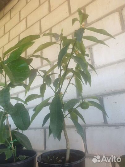 Лимон плодоносящий