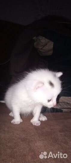 Отдам котенка