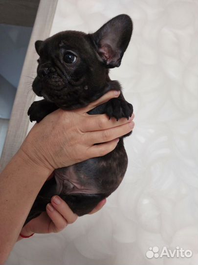 Французский бульдог