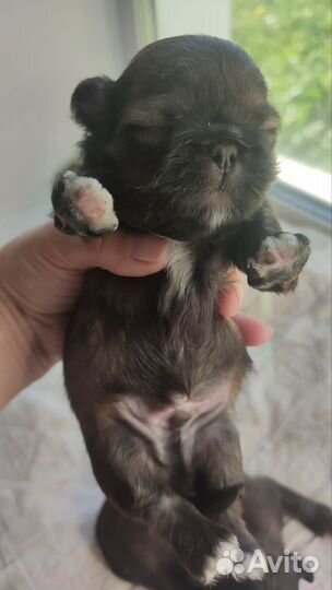 Щенки пекинеса