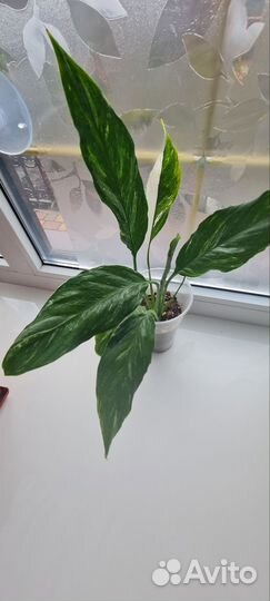 Спатифиллум Даймонд