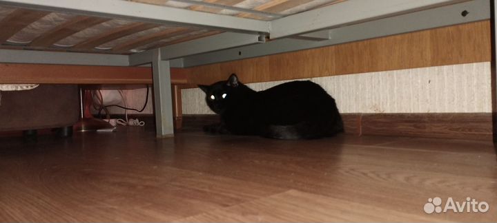 Кот на вязку