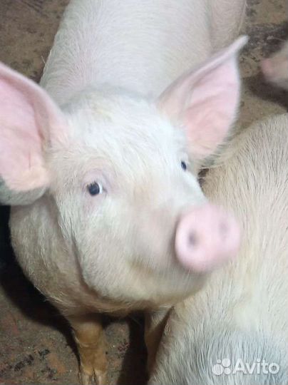 Говядина свинина козлятина,баранина,кролик