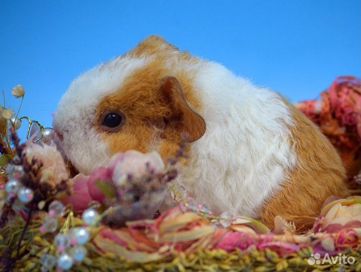 Малыш мальчик морской свинки американский тедди